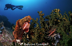 3 deadly animals from Komodo island. 10.5 mm nikon,d300, ... by Øyvind Fjukmoen 